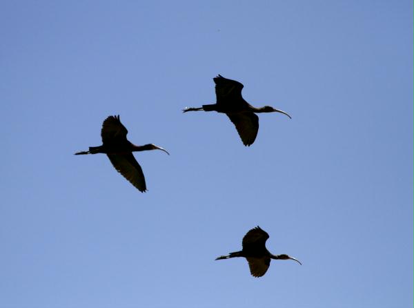 White-faced Ibis <i>Plegadis chihi</i>