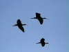 White-faced Ibis <i>Plegadis chihi</i>