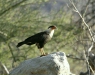 Crested (or Northern) Caracara <i>Caracara cheriway</i>