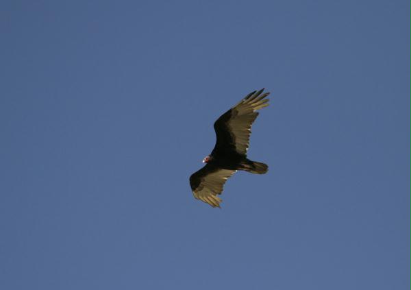 Turkey Vulture <i>Cathartes aura</i>
