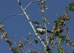 Western Scrub Jay <i>Aphelocoma californica</i>
