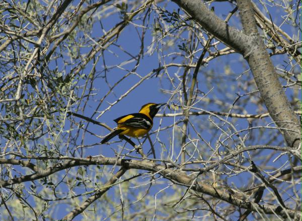 Hooded Oriole <i>Icterus cucullatus</i>