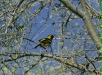 Hooded Oriole <i>Icterus cucullatus</i>