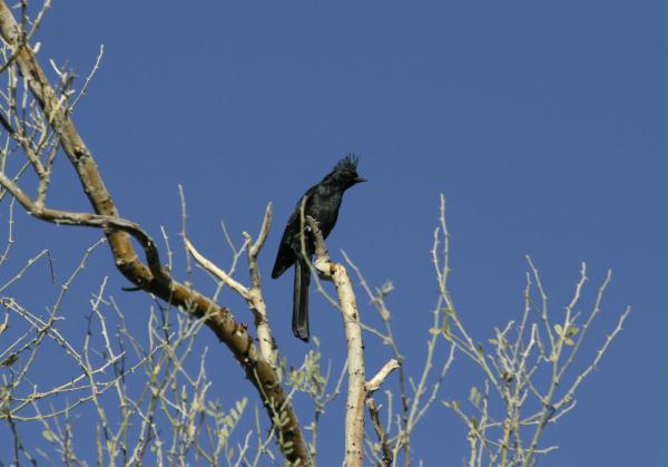 Phainopepla <i>Phainopepla nitens</i>