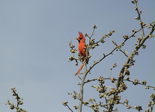 Northern Cardinal <i>Cardinalis cardinalis</i>