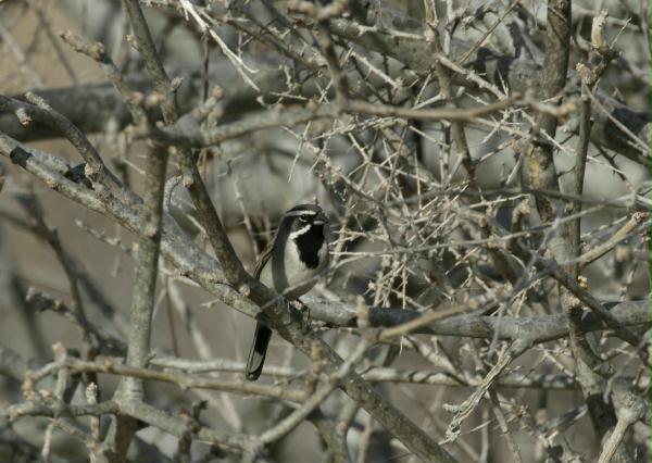 Black-throated Sparrow <i>Amphispiza bilineata</i>
