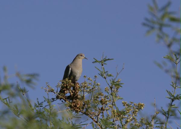White-winged Dove <i>Zenaida asiatica</i>
