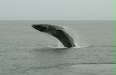 Humpback Whale
