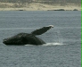 Humpback Whale