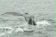 Humpback Whale
