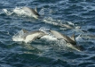 Long-beaked Common Dolphins