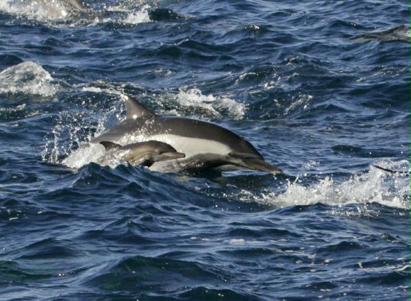 Long-beaked Common Dolphins