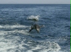 Common Bottlenose Dolphin