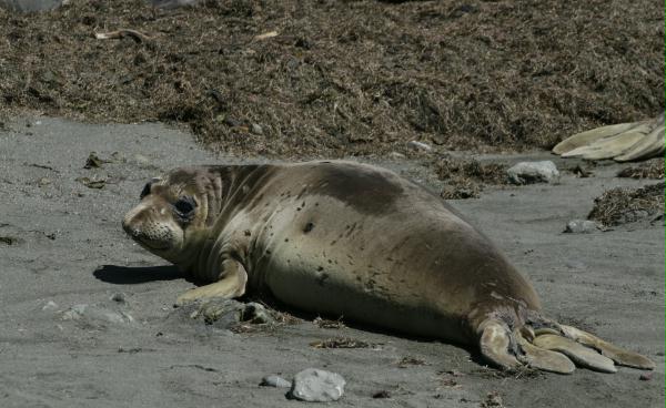 Northern Elephant Seal