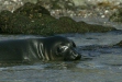 Northern Elephant Seal