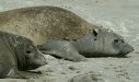 Northern Elephant Seal