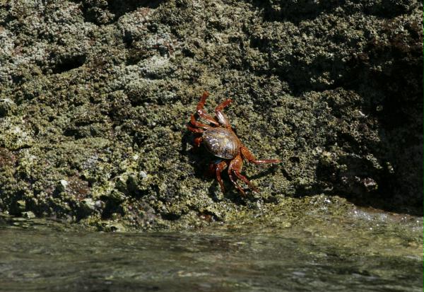 Sally Lightfoot Crab <i>Grapsus grapsus</i>