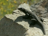 Common Chuckwalla <i>Sauromalus ater</i>