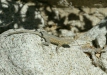 Common Side-blotched Lizard <i>Uta stansburiana</i>