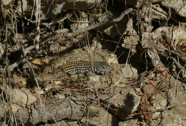 Western Whiptail <i>Aspidoscelis tigris</i>