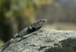 Mexico Spiny-tailed Iguana <i>Ctenosaura pectinata</i>