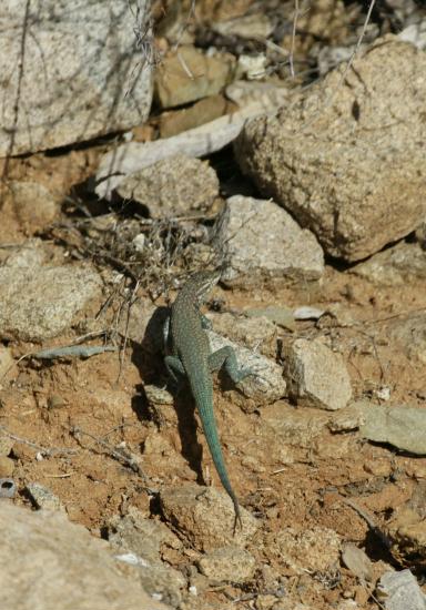 'Emerald-tailed' Lizard (unknown species)