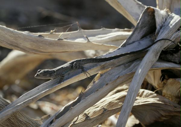 Baja California Brush Lizard <i>Urosaurus lahtelai</i>