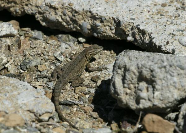 Lizard unknown species