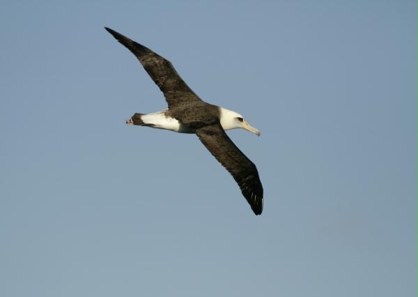 Laysan Albatross <i>Phoebastria immutabilis</i>
