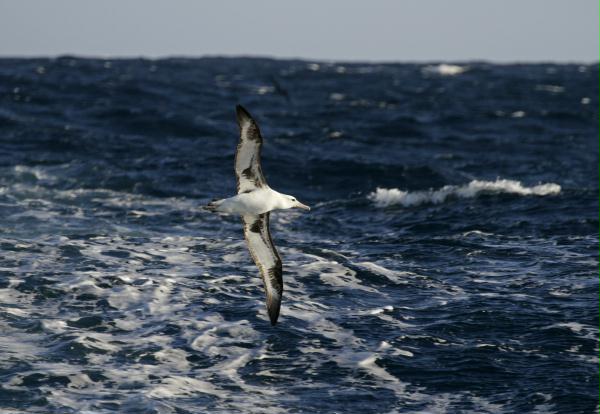 Laysan Albatross <i>Phoebastria immutabilis</i>