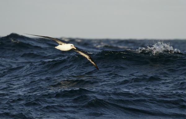 Laysan Albatross <i>Phoebastria immutabilis</i>