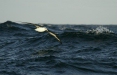 Laysan Albatross <i>Phoebastria immutabilis</i>