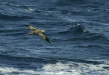 Black-footed Albatross <i>Phoebastria nigripes</i>
