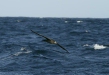 Black-footed Albatross <i>Phoebastria nigripes</i>