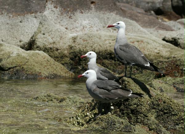 Heermann's Gull <i>Larus heermanni</i>