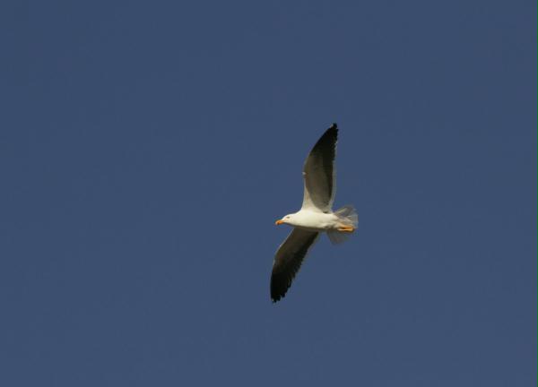 Yellow-footed Gull <i>Larus livens</i>