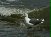 Western Gull <i>Larus occidentalis</i>