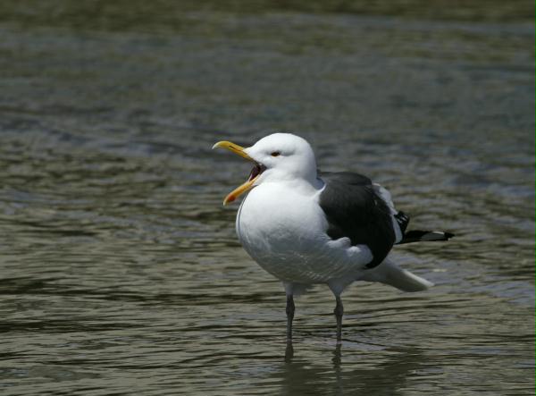 Western Gull <i>Larus occidentalis</i>
