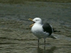 Western Gull <i>Larus occidentalis</i>