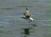 Laughing Gull <i>Leucophaeus atricilla</i>