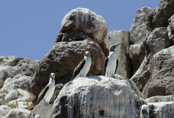 Blue-footed Booby <i>Sula nebouxii</i>