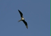 Magnificent Frigatebird <i>Fregata magnificens</i>