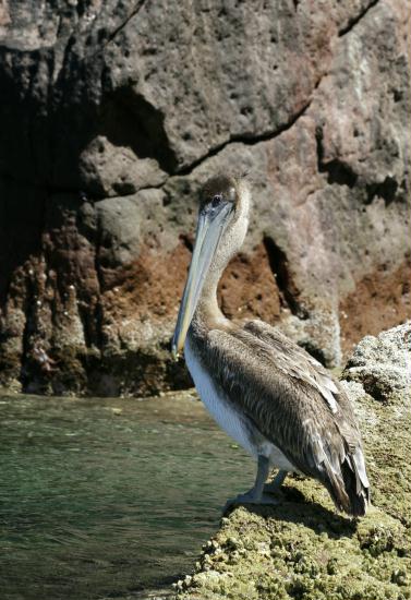 Brown Pelican <i>Pelecanus occidentalis</i>