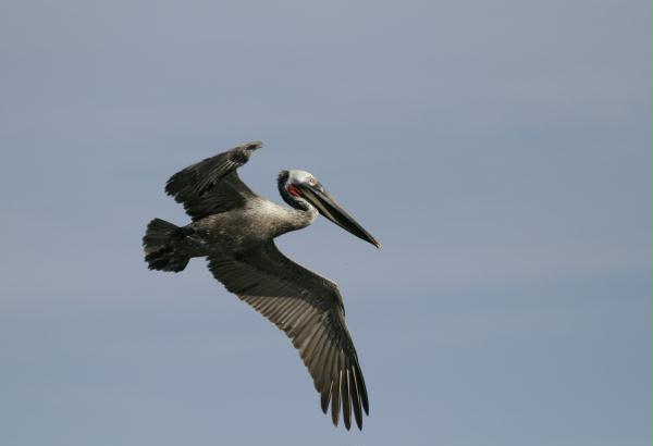 Brown Pelican <i>Pelecanus occidentalis</i>