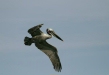 Brown Pelican <i>Pelecanus occidentalis</i>