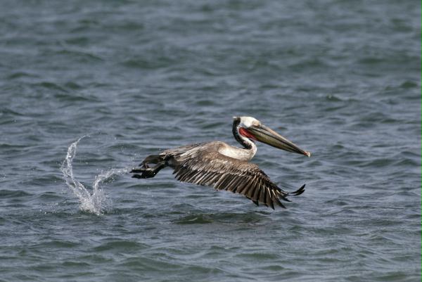 Brown Pelican <i>Pelecanus occidentalis</i>