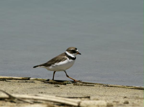 Semipalmated Plover <i>Charadrius semipalmatus</i>