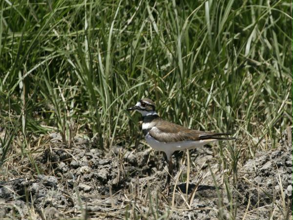 Killdeer <i>Charadrius vociferus</i>