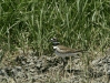 Killdeer <i>Charadrius vociferus</i>