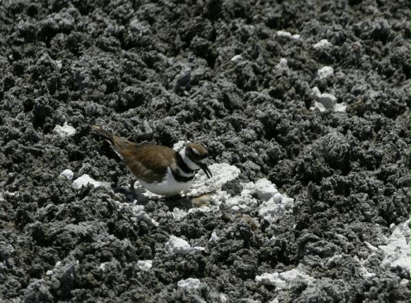 Killdeer <i>Charadrius vociferus</i>